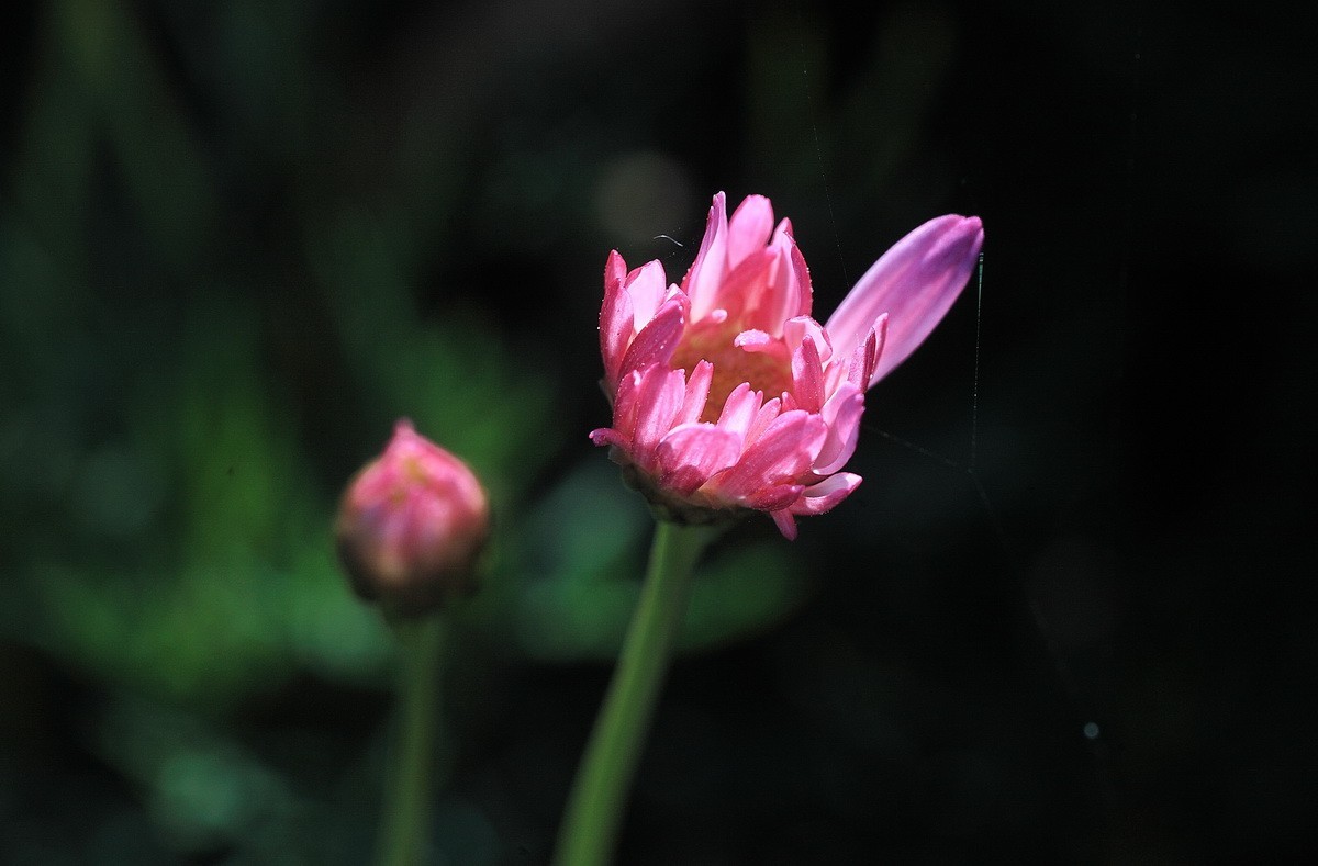 一组小花——玛格丽特
