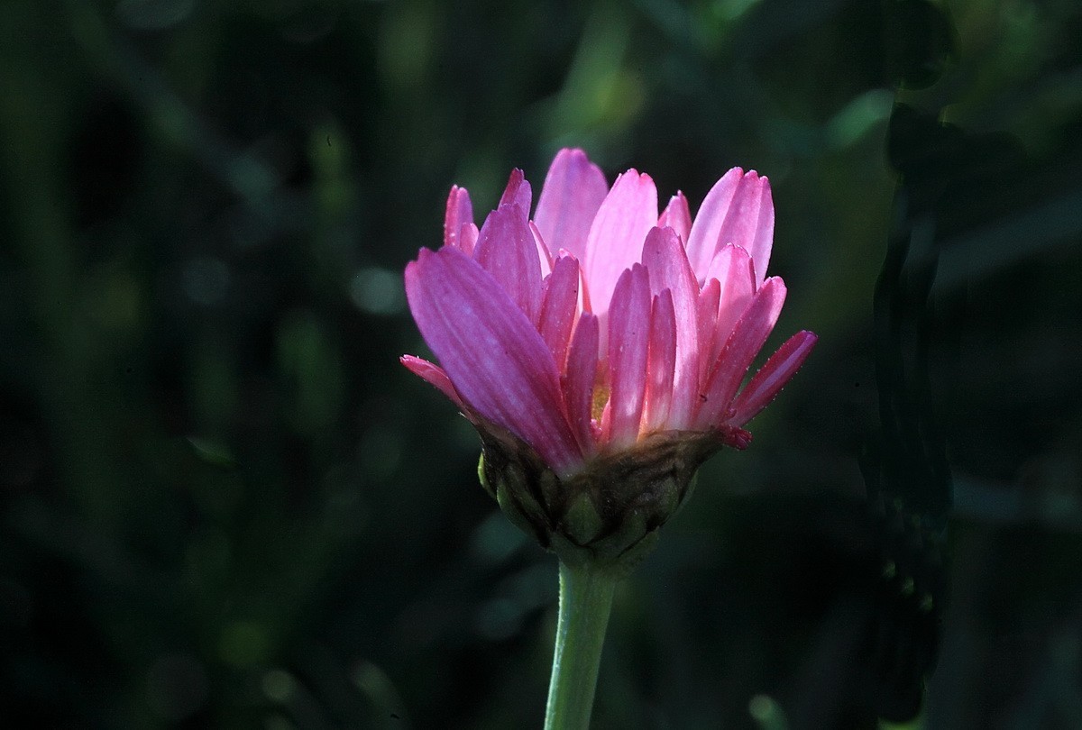 一组小花——玛格丽特