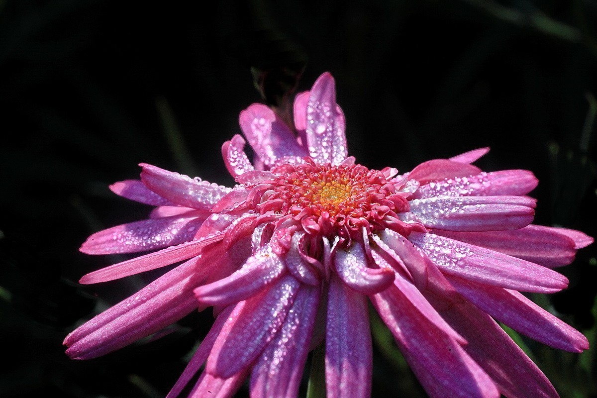 一组小花——玛格丽特