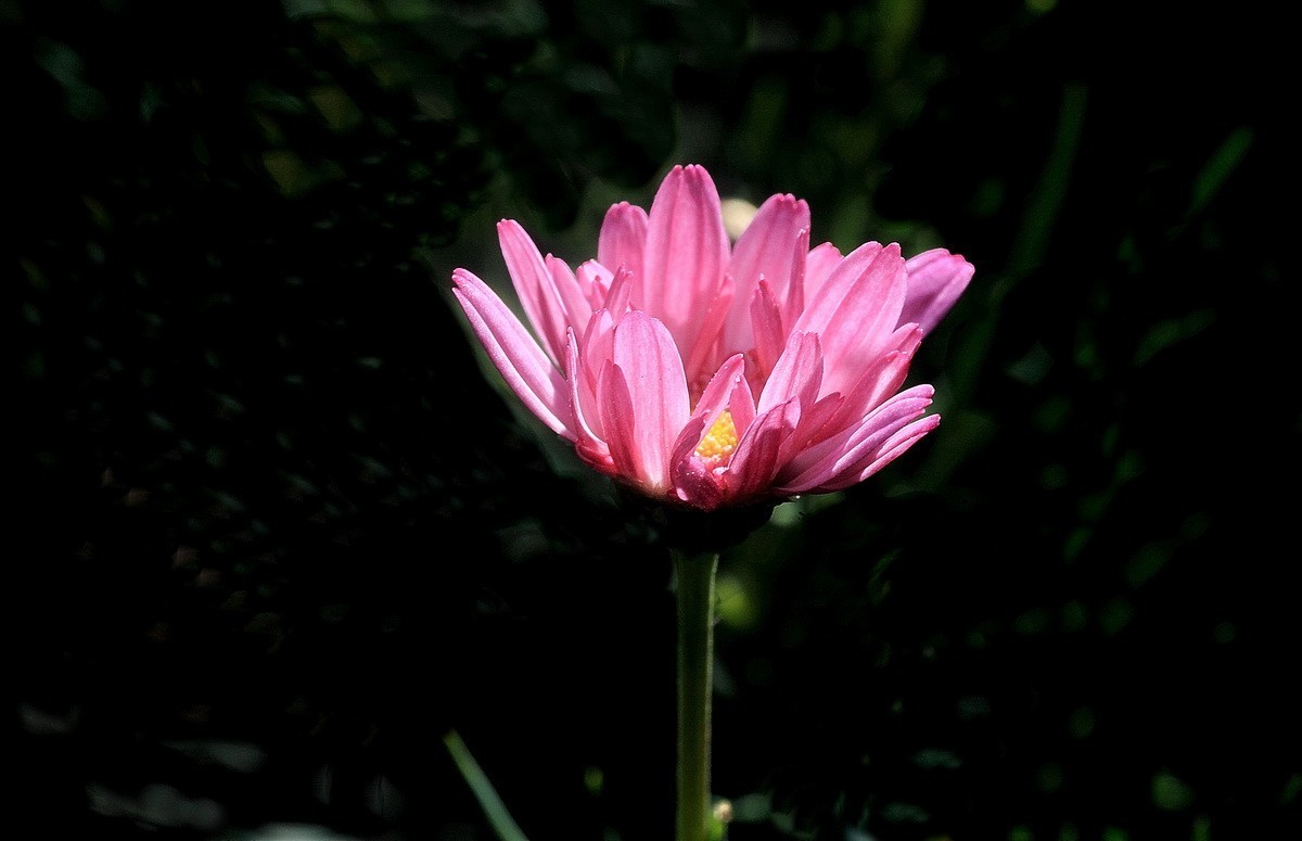 一组小花——玛格丽特