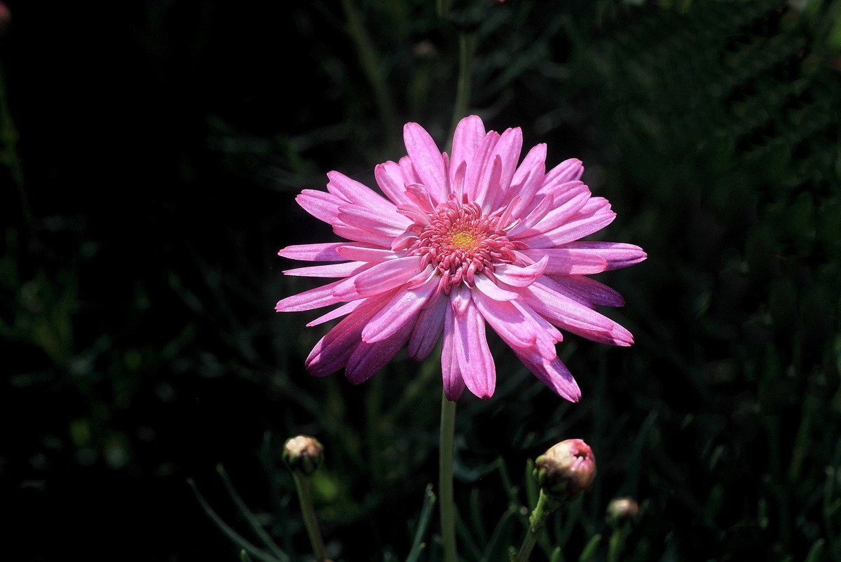 一组小花——玛格丽特
