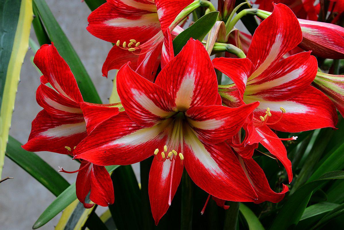 一组鲜花朱顶红图片去长沙论坛学习