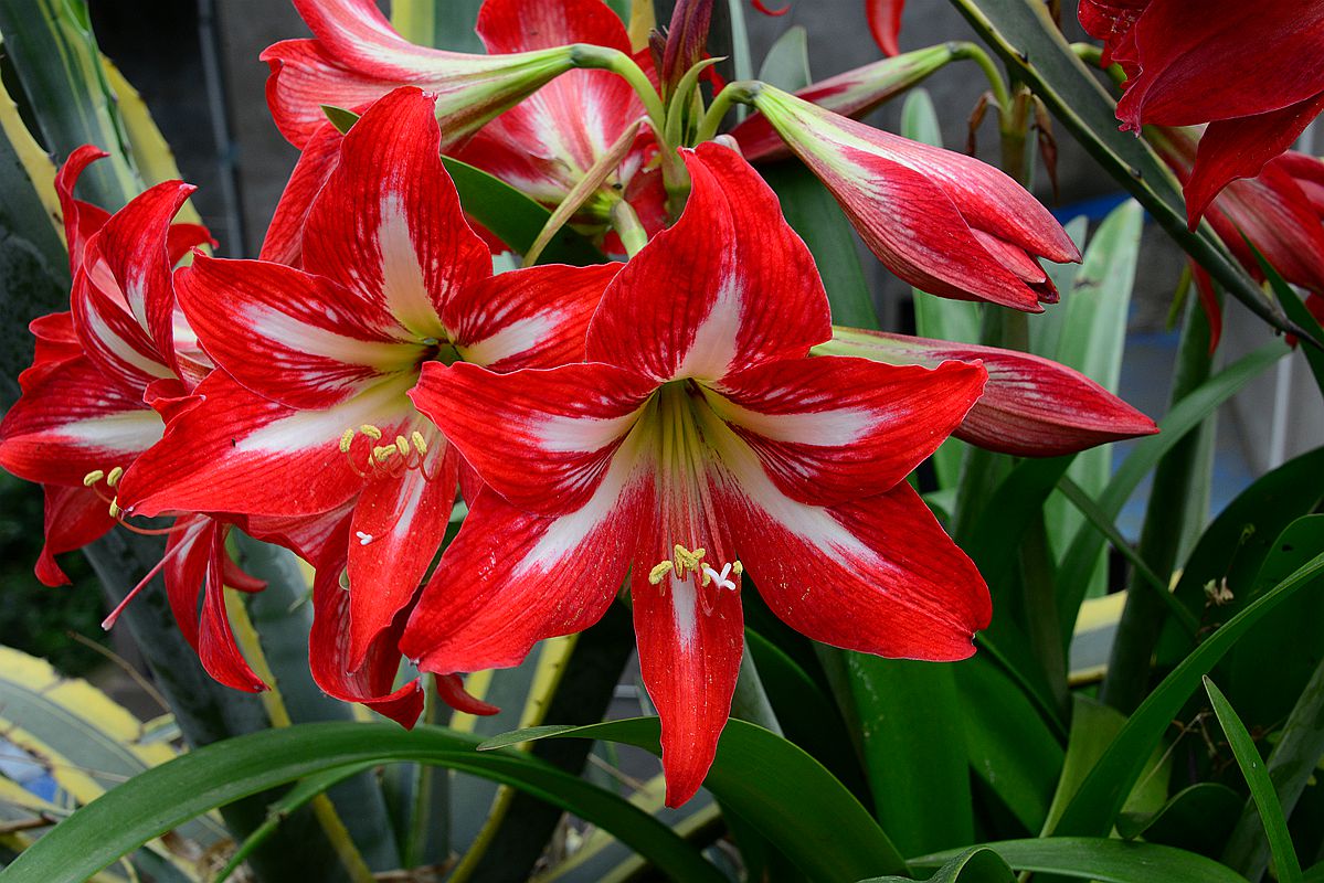 一组鲜花朱顶红图片去长沙论坛学习