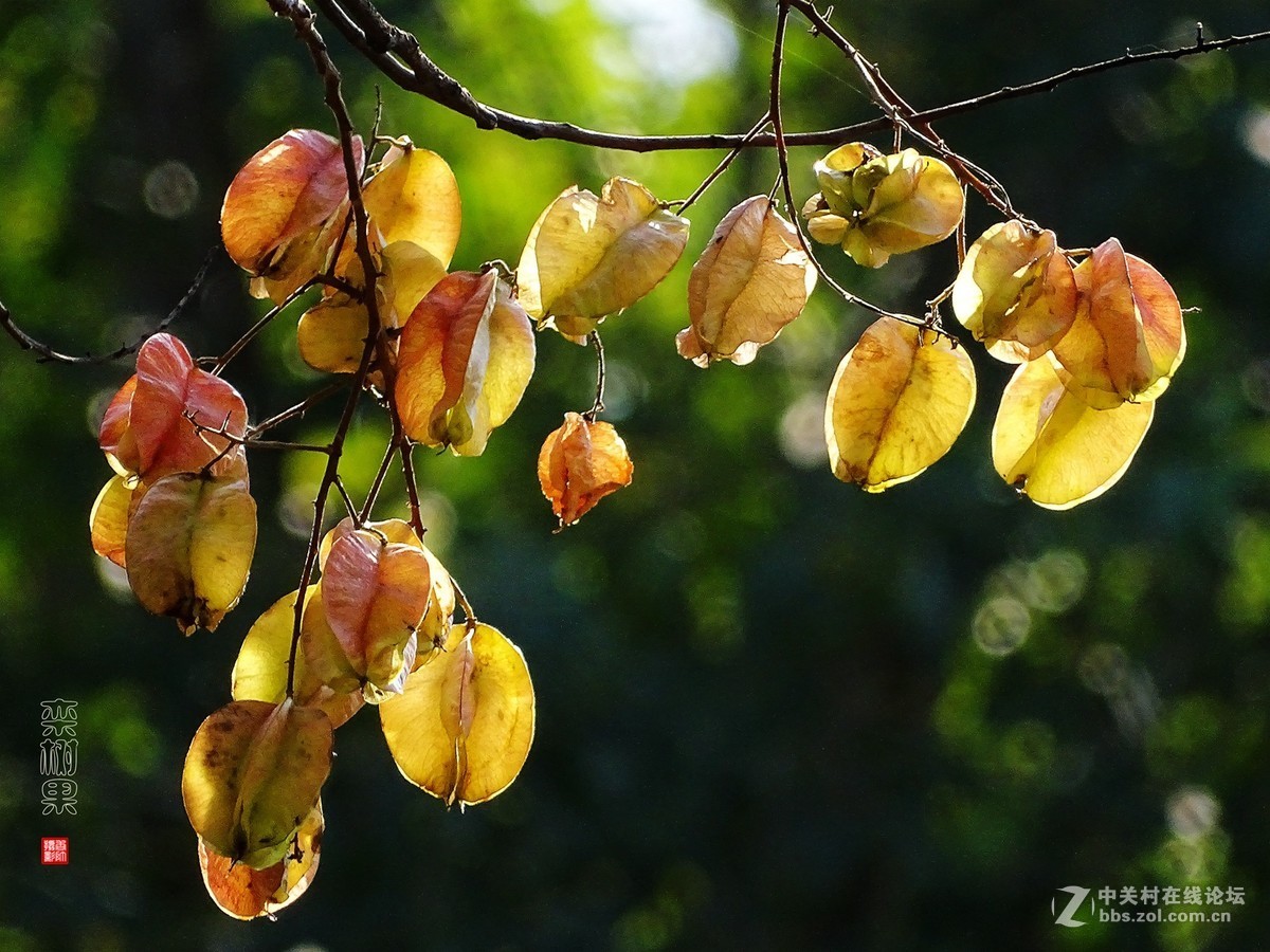 再拍栾树果1