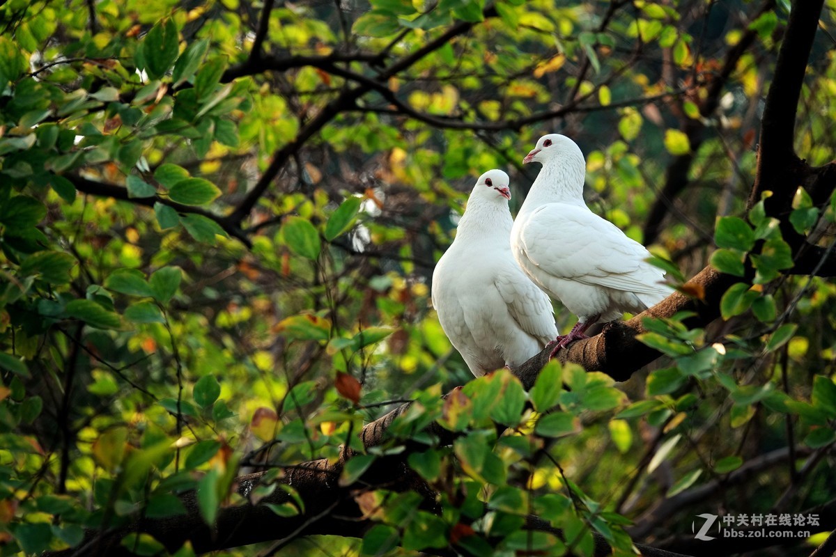 树上的一对鸽子