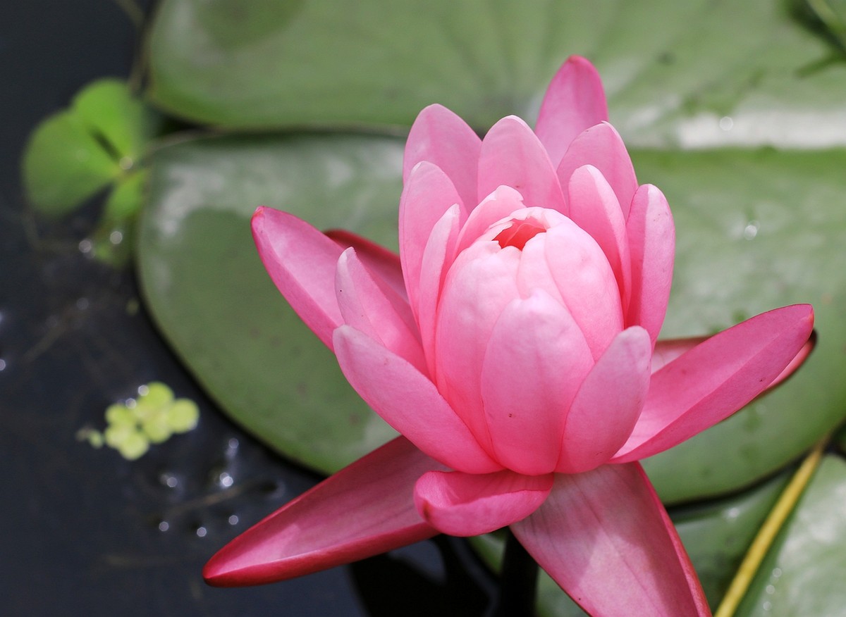 美丽妖娆的睡莲