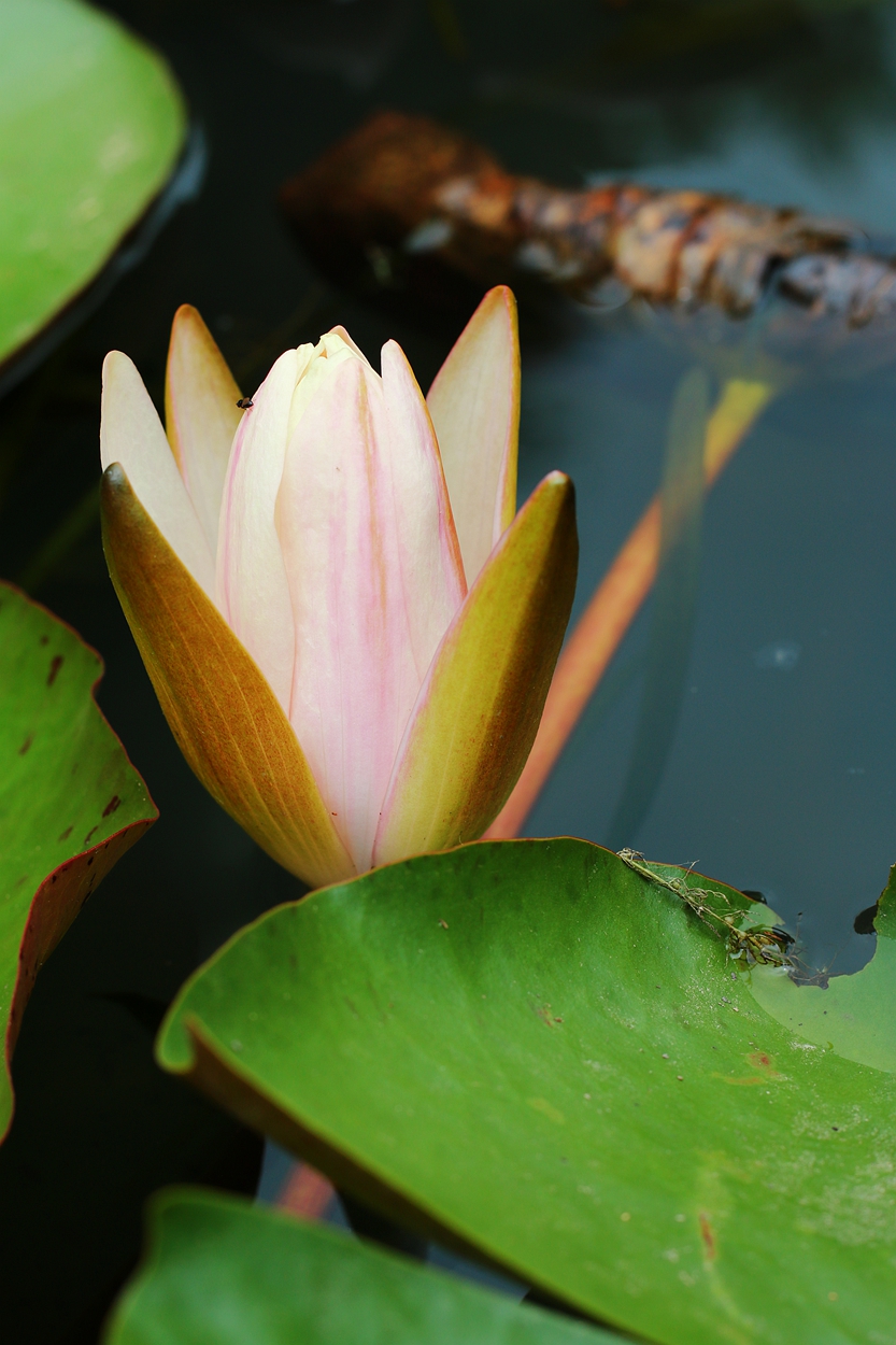 美丽妖娆的睡莲