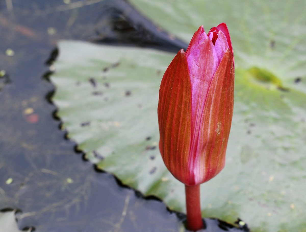 美丽妖娆的睡莲