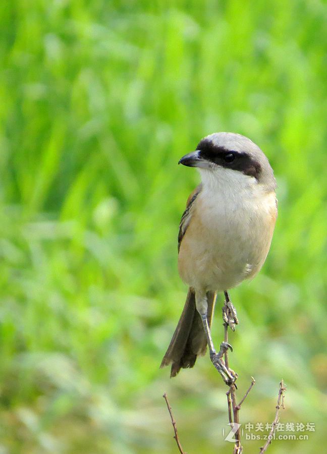 伯勞鳥一組