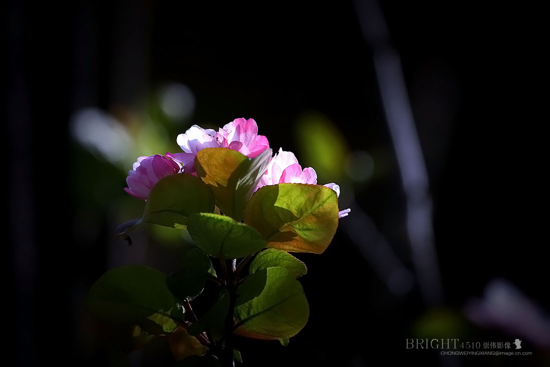 #版主坐堂#【天津版块】2015年10月金、银钻精华汇总（下）