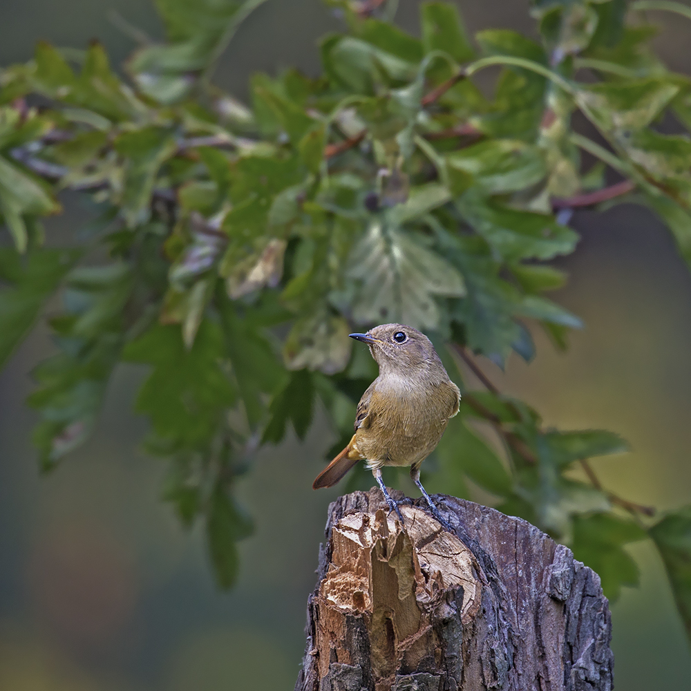 #版主坐堂#【天津版块】2015年10月金、银钻精华汇总（下）
