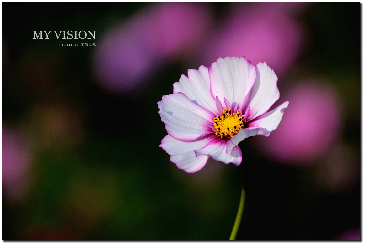 #版主坐堂#【天津版块】2015年10月金、银钻精华汇总（下）