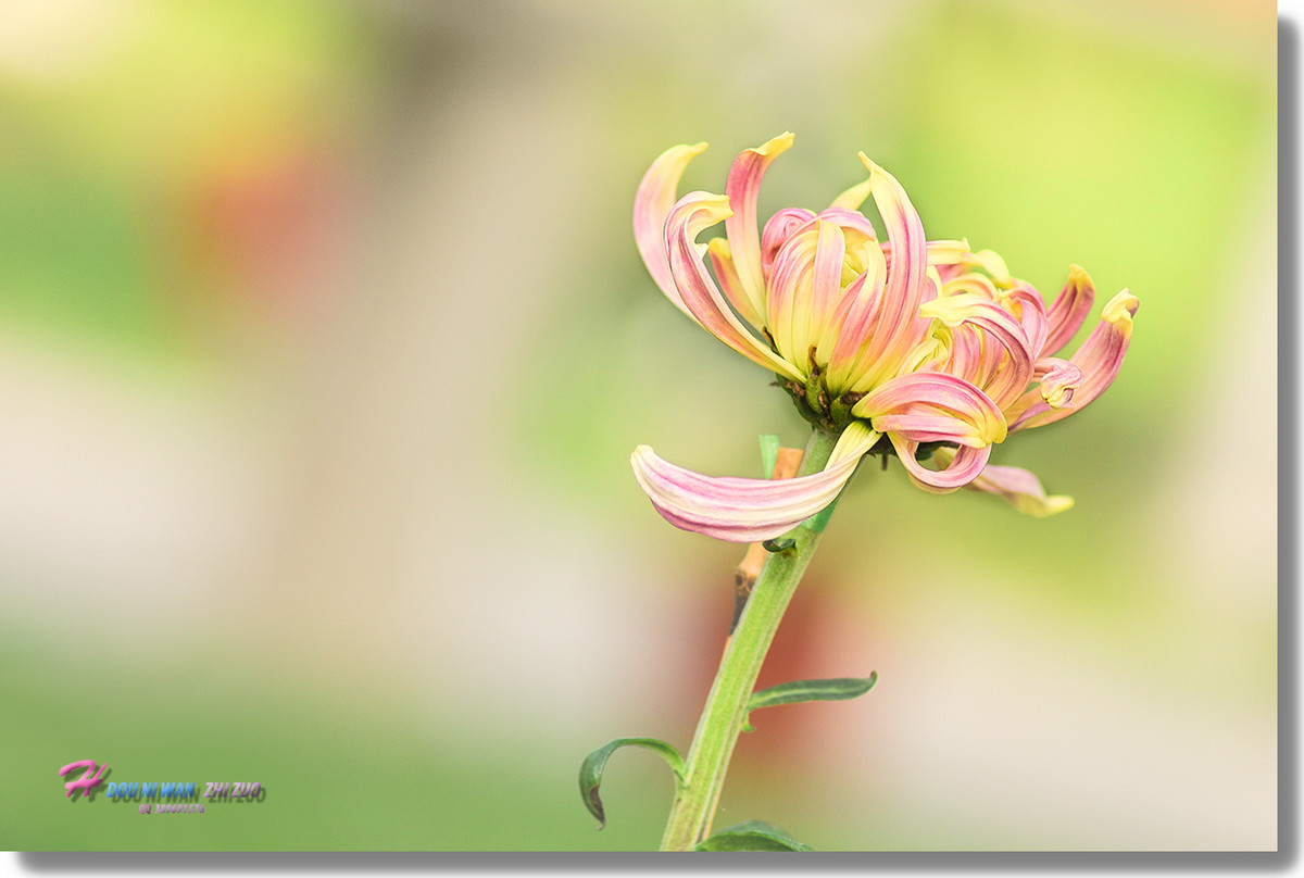 #版主坐堂#【天津版块】2015年10月金、银钻精华汇总（下）