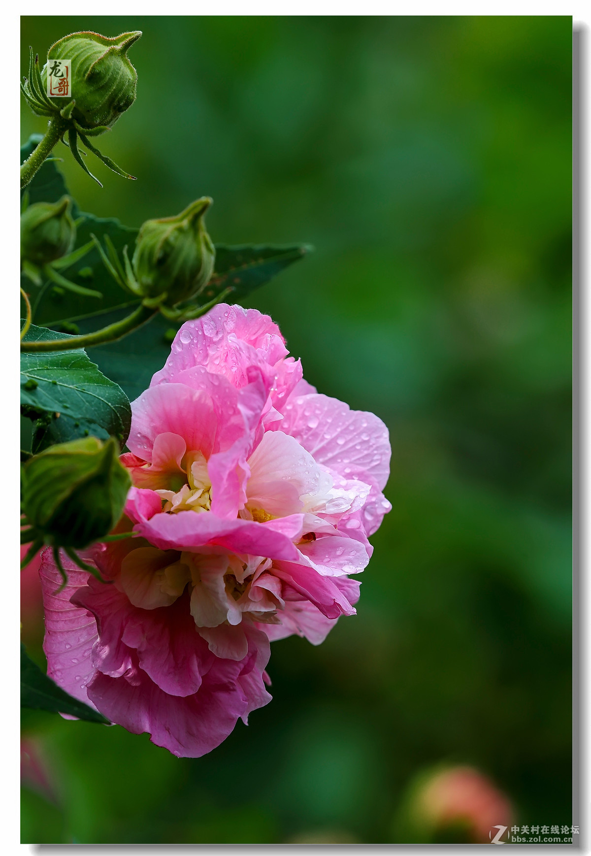 木芙蓉季节-中关村在线摄影论坛