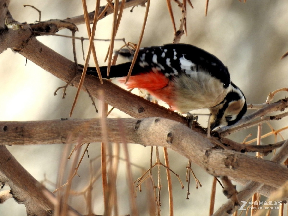拍摄一组冬天啄木鸟