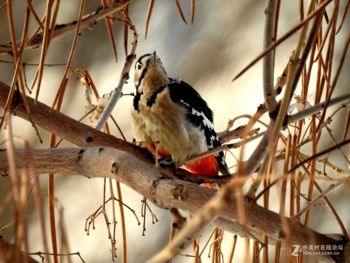 拍摄一组冬天啄木鸟