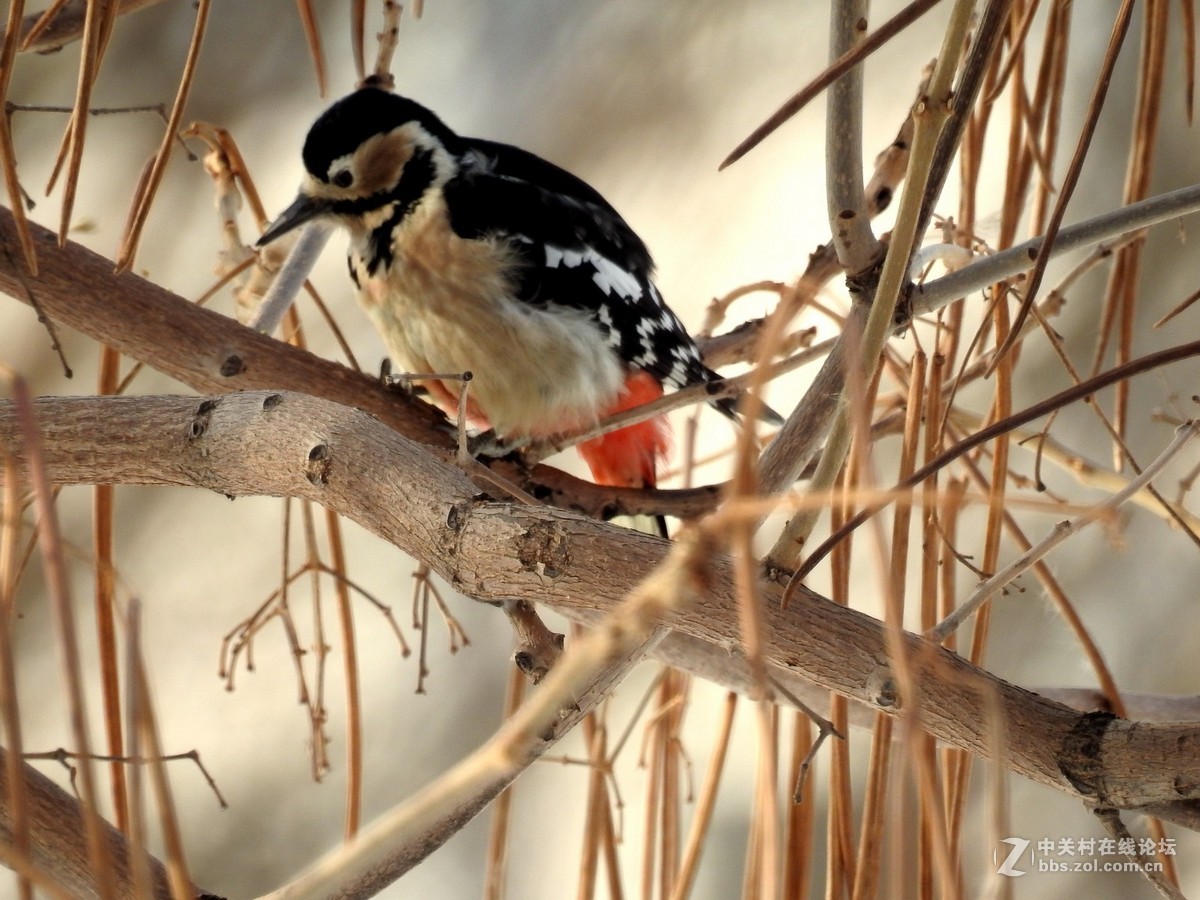拍摄一组冬天啄木鸟