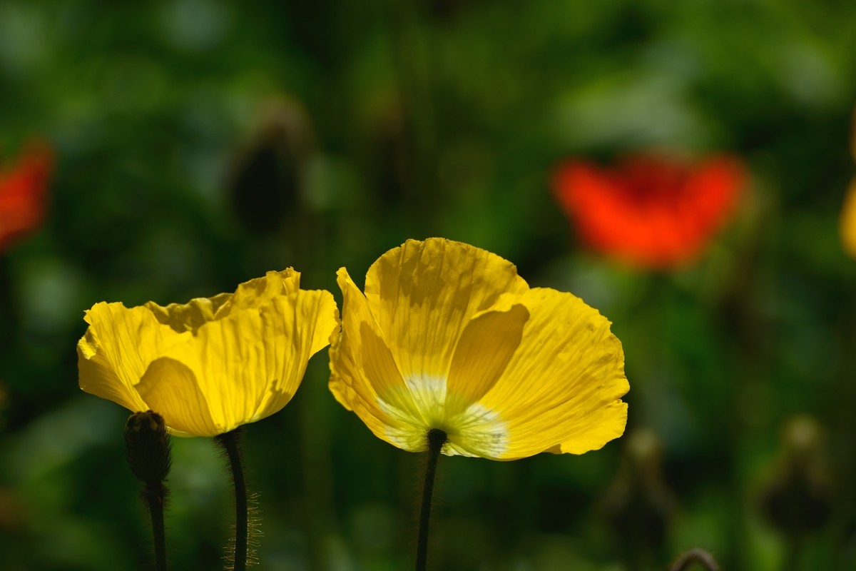 祝好友“晚之秋”荣任佳能5DsR星空(中国)版主！