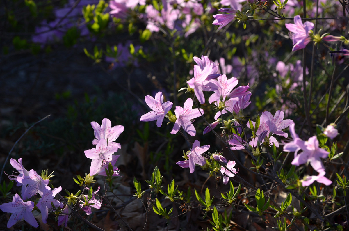 祝好友“晚之秋”荣任佳能5DsR星空(中国)版主！