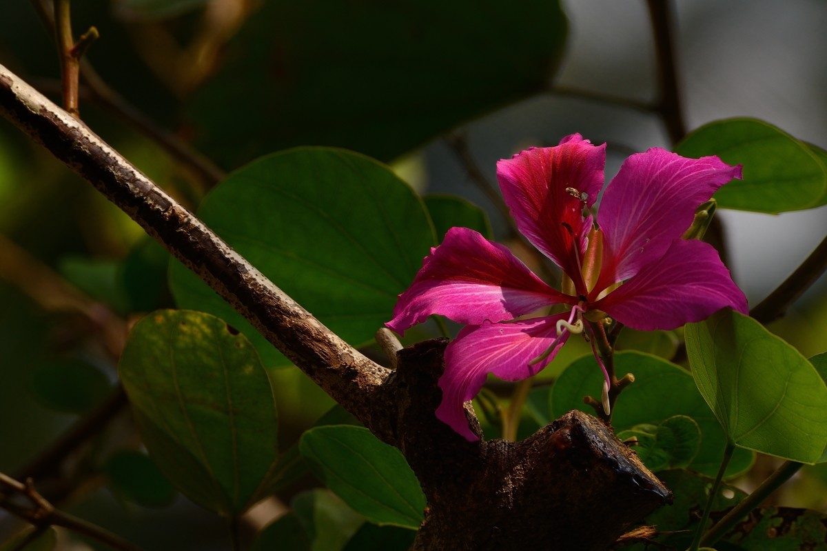 祝好友“晚之秋”荣任佳能5DsR星空(中国)版主！