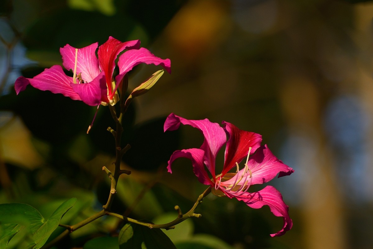 祝好友“晚之秋”荣任佳能5DsR星空(中国)版主！