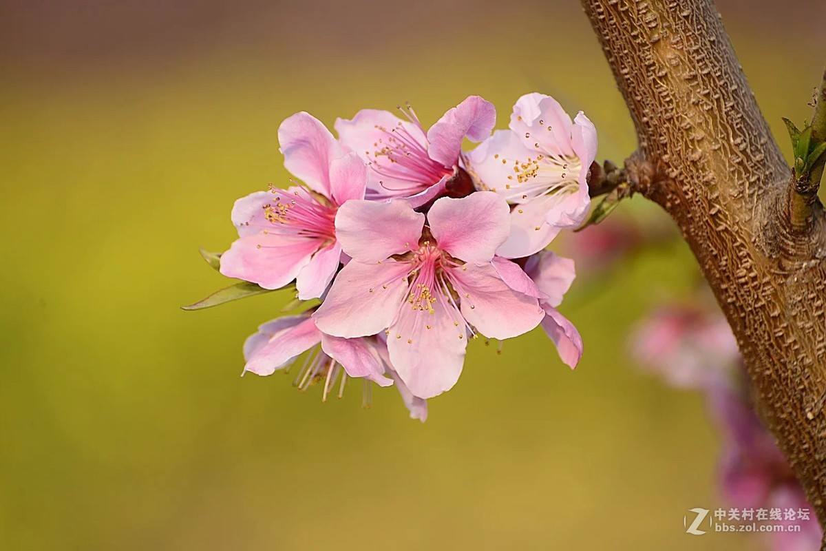 桃花壁纸梦幻图片