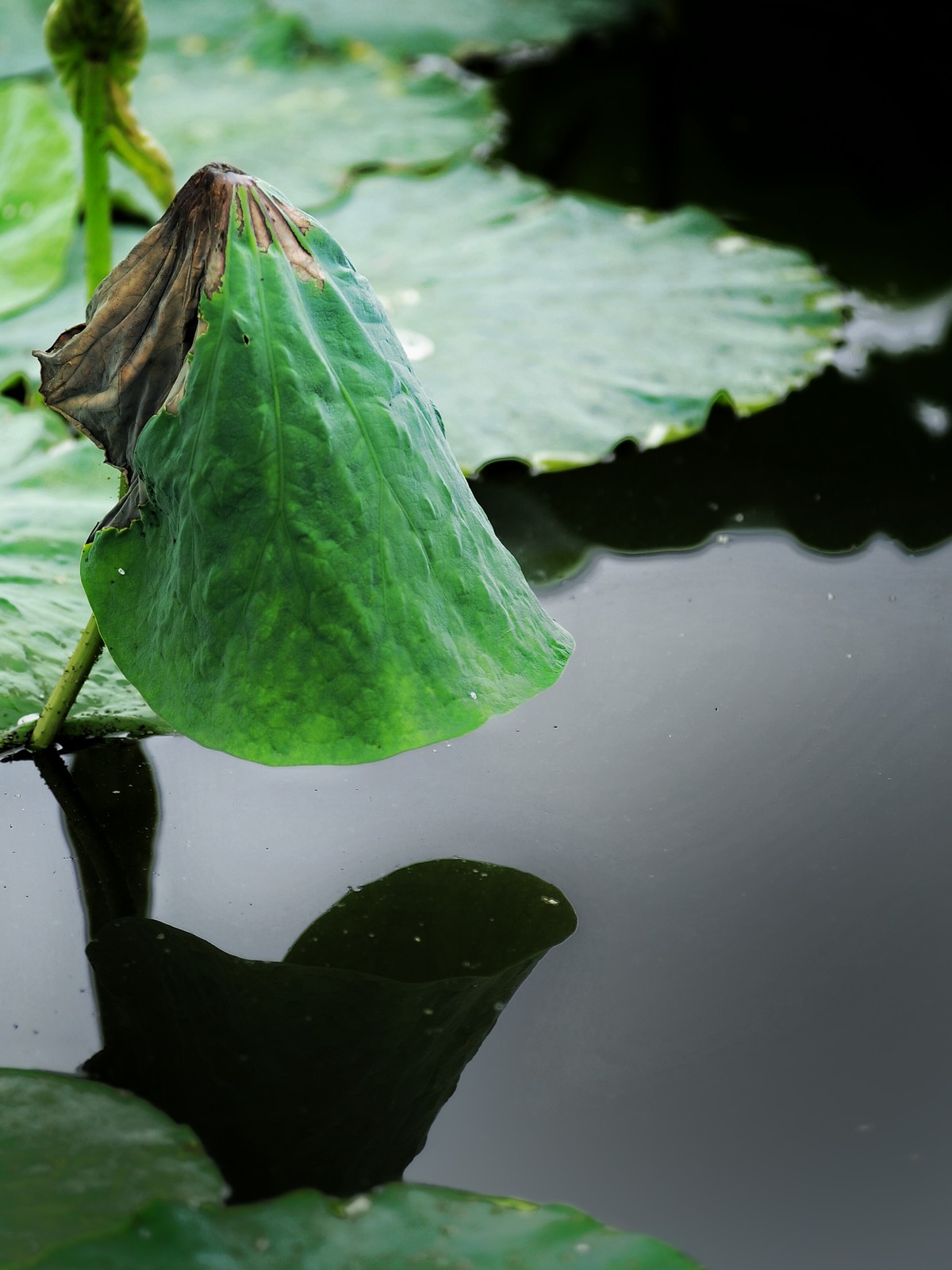 二代再来出镜，六月的荷花