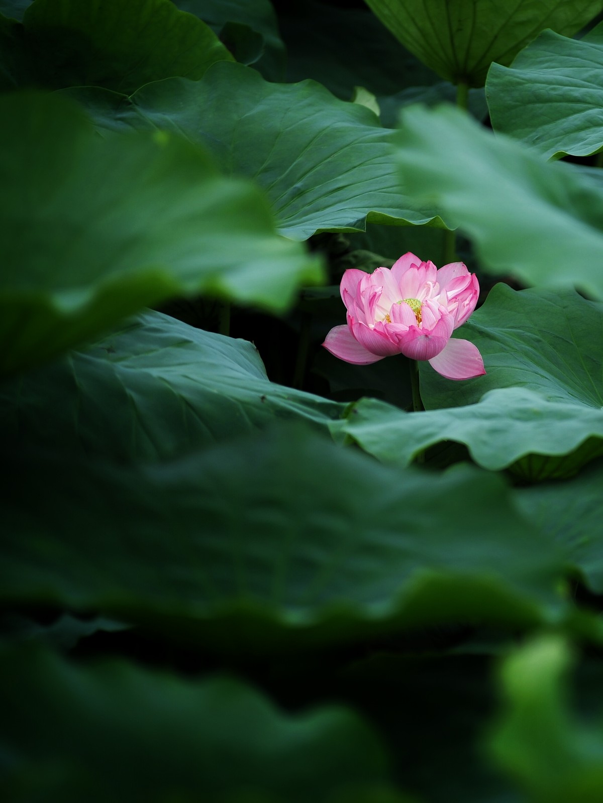 二代再来出镜，六月的荷花
