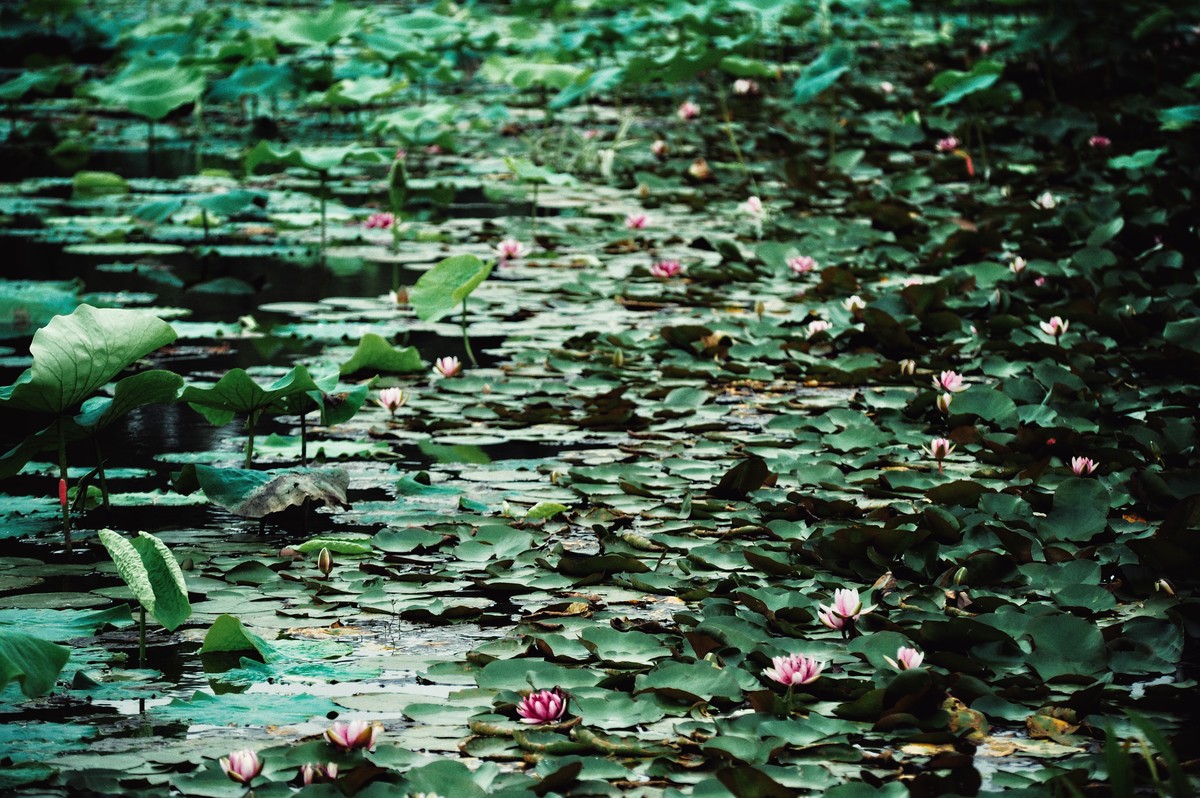 二代再来出镜，六月的荷花