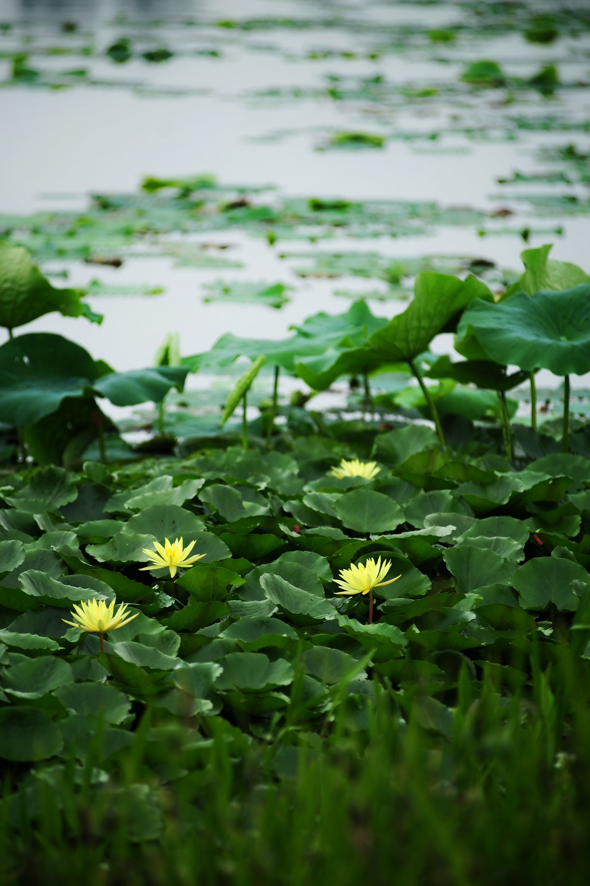 二代再来出镜，六月的荷花