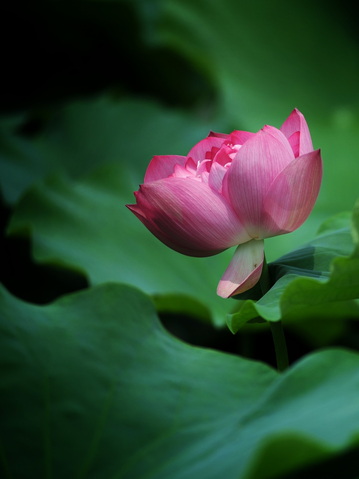 二代再来出镜，六月的荷花