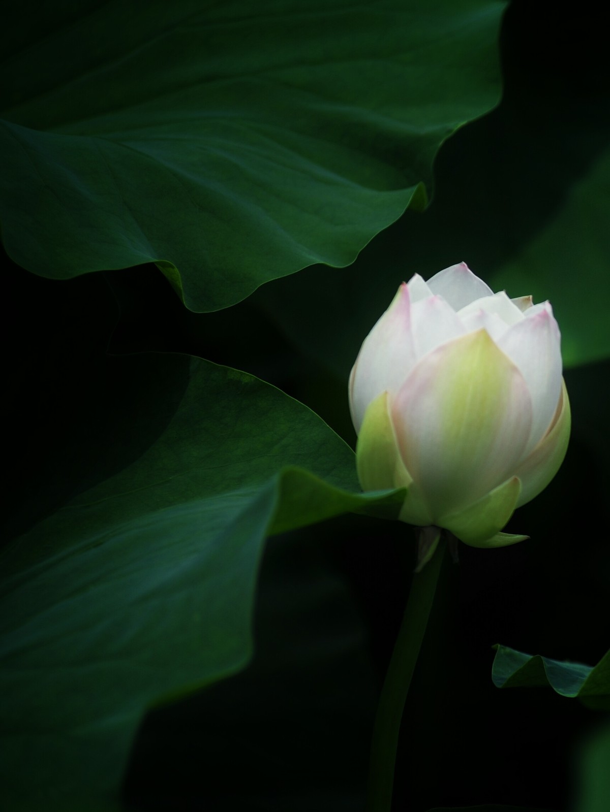 二代再来出镜，六月的荷花