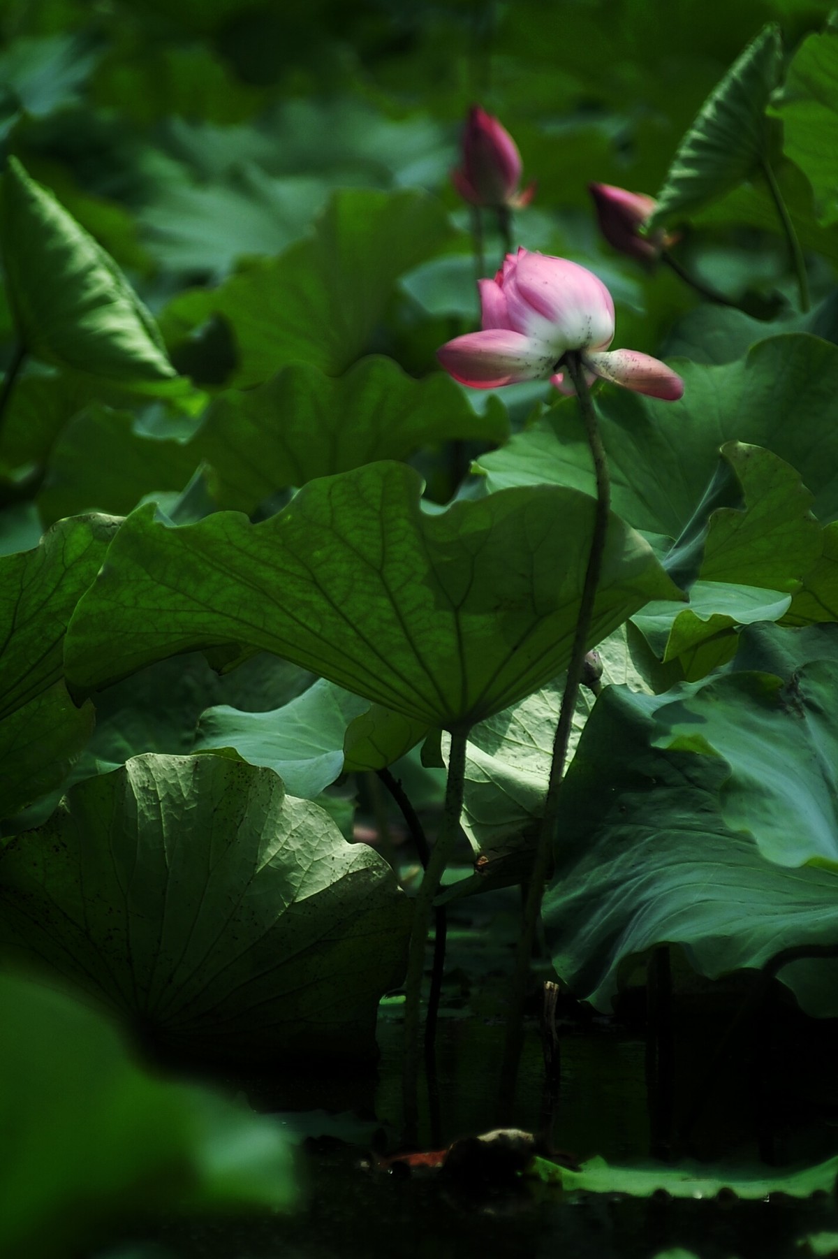 二代再来出镜，六月的荷花