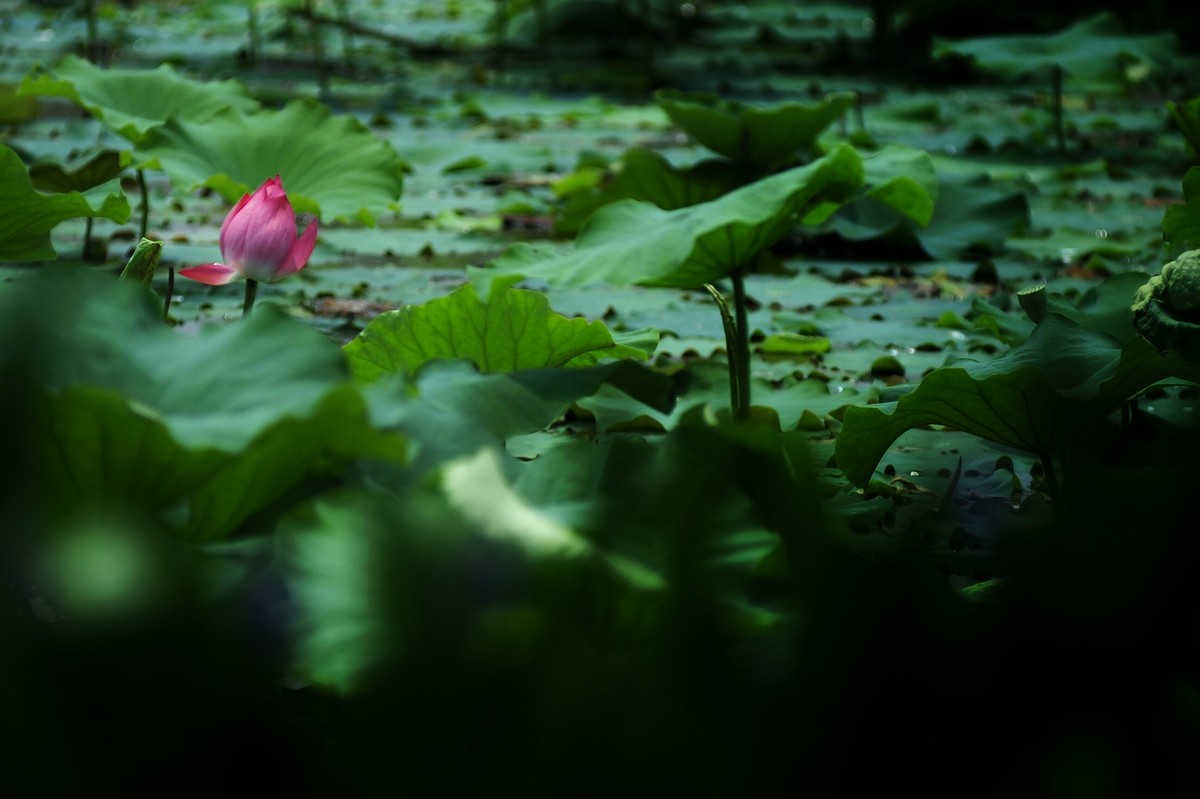 二代再来出镜，六月的荷花