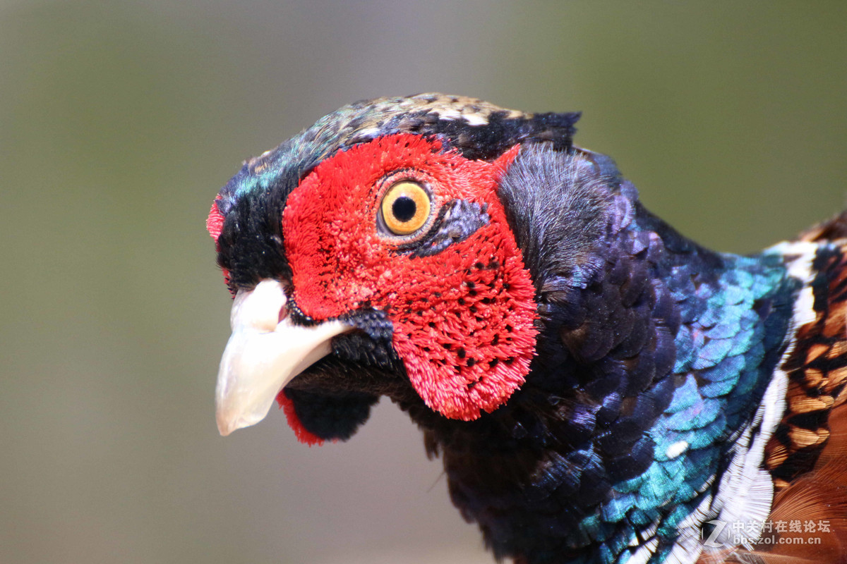 威海神雕山动物园抓拍之一(鸟类)