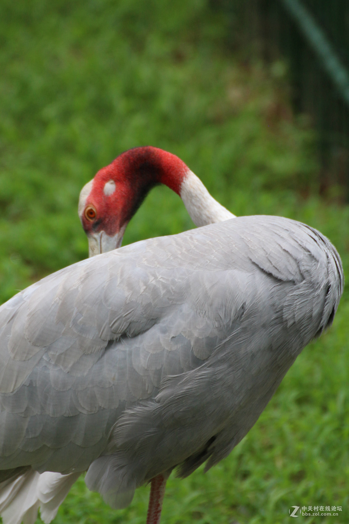 威海神雕山动物园抓拍之一(鸟类)