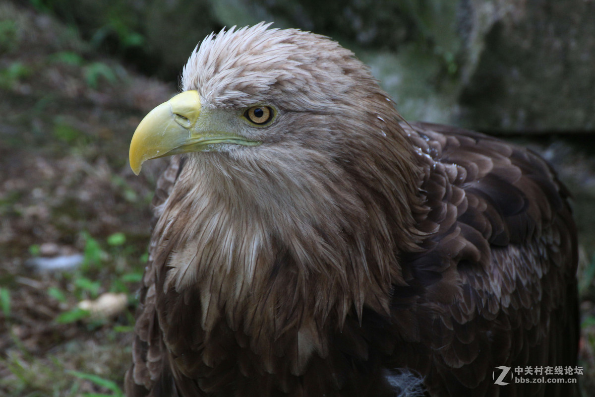 威海神雕山动物园抓拍之一(鸟类)