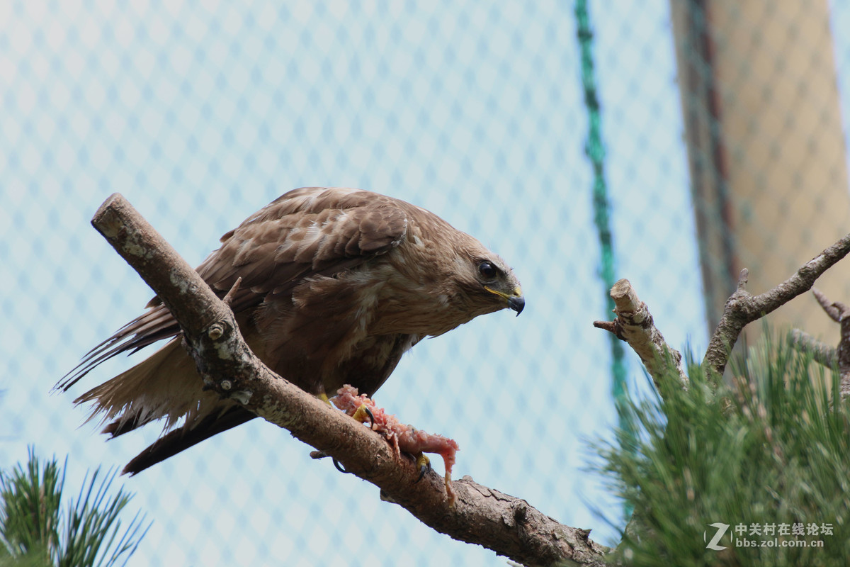 威海神雕山动物园抓拍之一(鸟类)