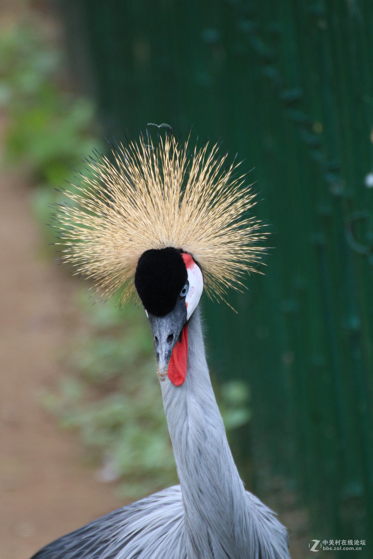 威海神雕山动物园抓拍之一(鸟类)