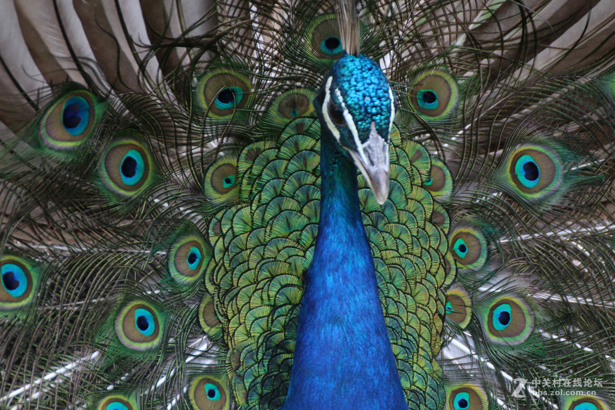 威海神雕山动物园抓拍之一(鸟类)