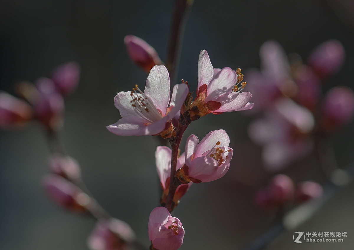 春暖花开