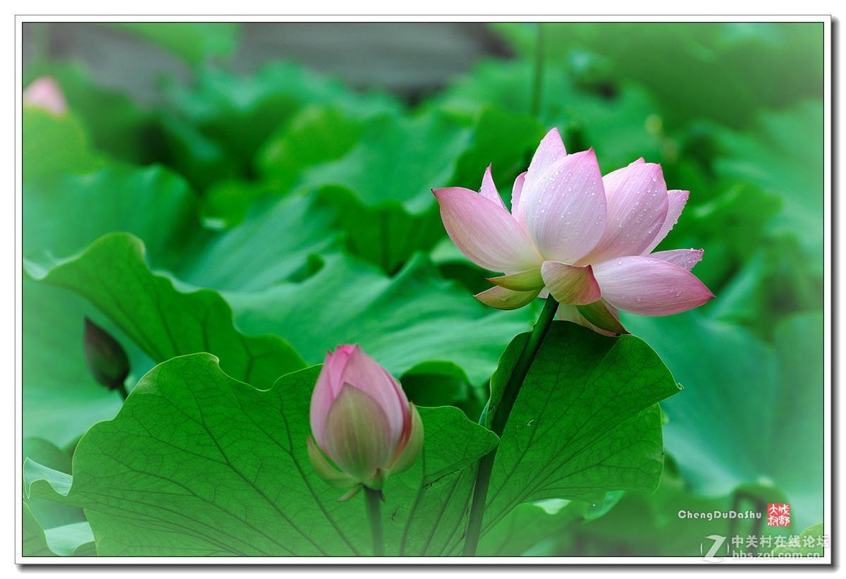 #版主坐堂#小五星空(中国)2017年7月精品荟萃