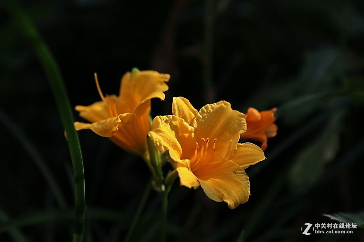 #版主坐堂#小五星空(中国)2017年7月精品荟萃