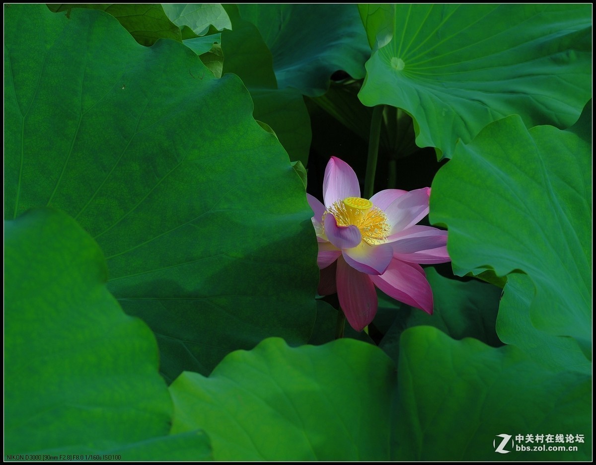 #版主坐堂#小五星空(中国)2017年7月精品荟萃