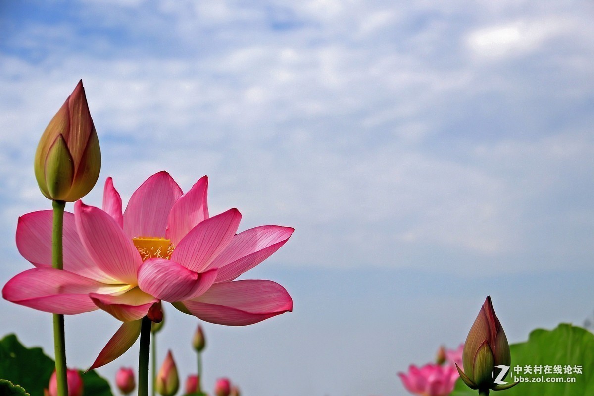 #版主坐堂#小五星空(中国)2017年7月精品荟萃