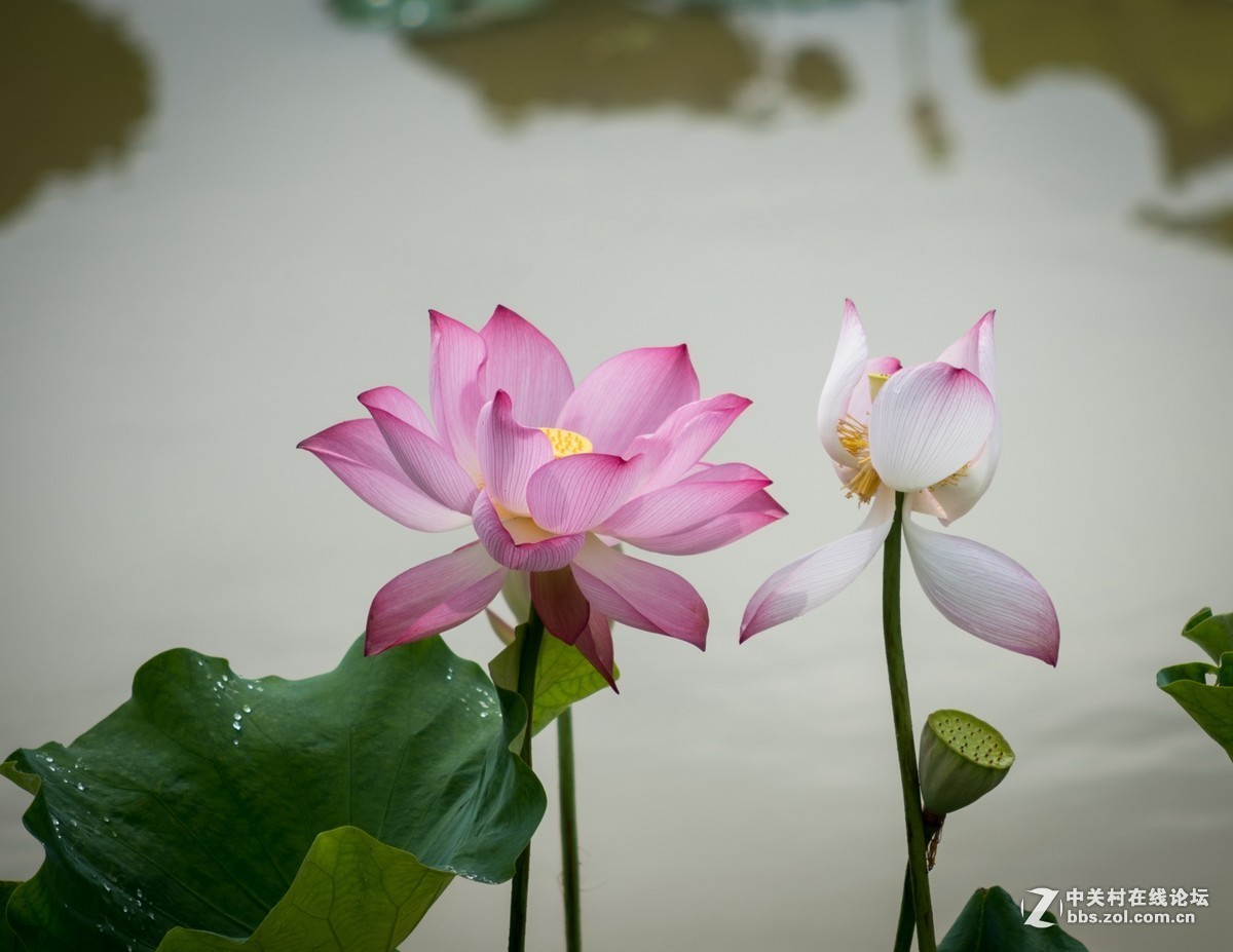 #版主坐堂#小五星空(中国)2017年7月精品荟萃