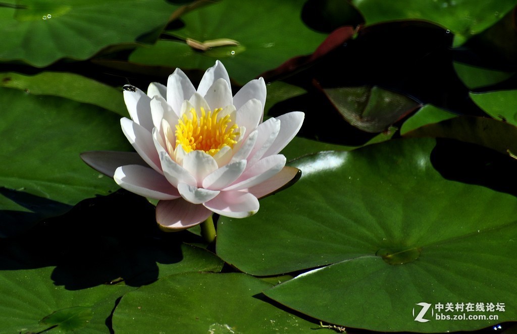 #版主坐堂#小五星空(中国)2017年7月精品荟萃