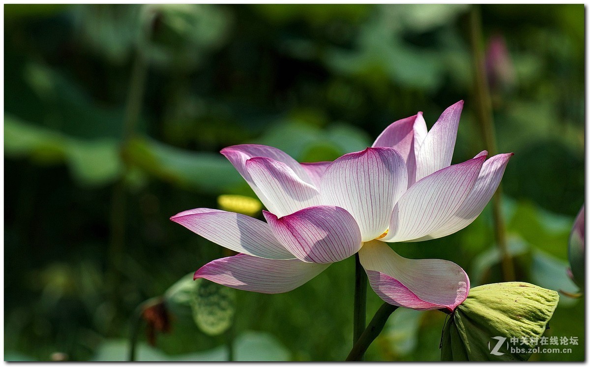 #版主坐堂#小五星空(中国)2017年7月精品荟萃