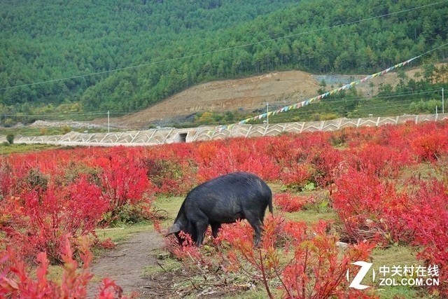 彩云之南 我们徒步去雨崩！