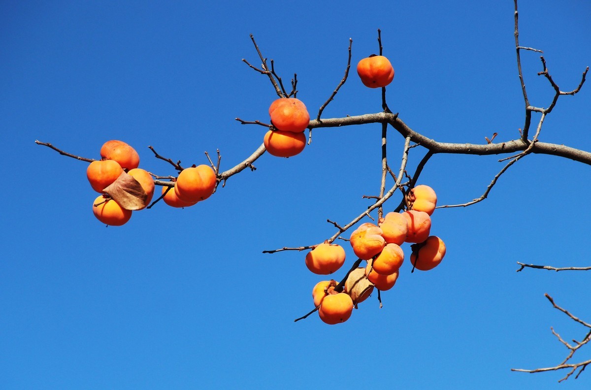 陕州地坑院的柿子3